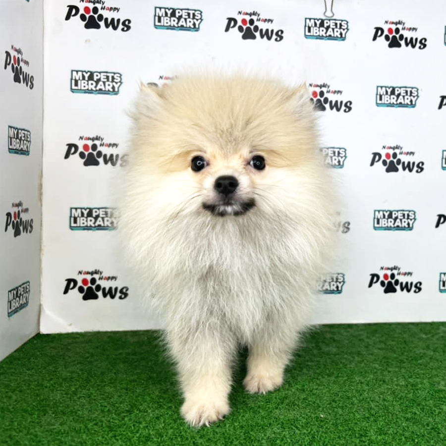 Pomeranian Puppy (Male) For Sale
