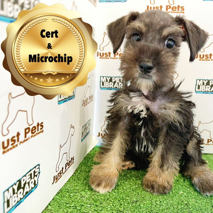 MKA Schnauzer Puppy (Female) For Sale