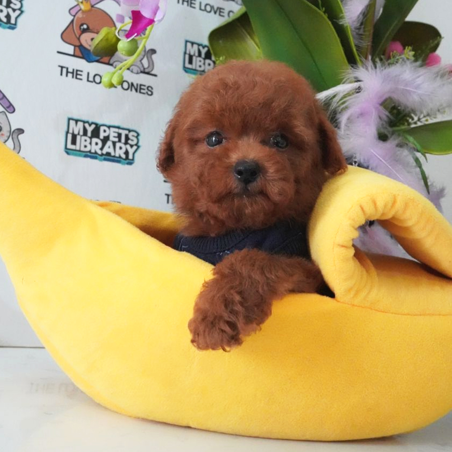 MKA Tiny Poodle Puppy (Male) For Sale