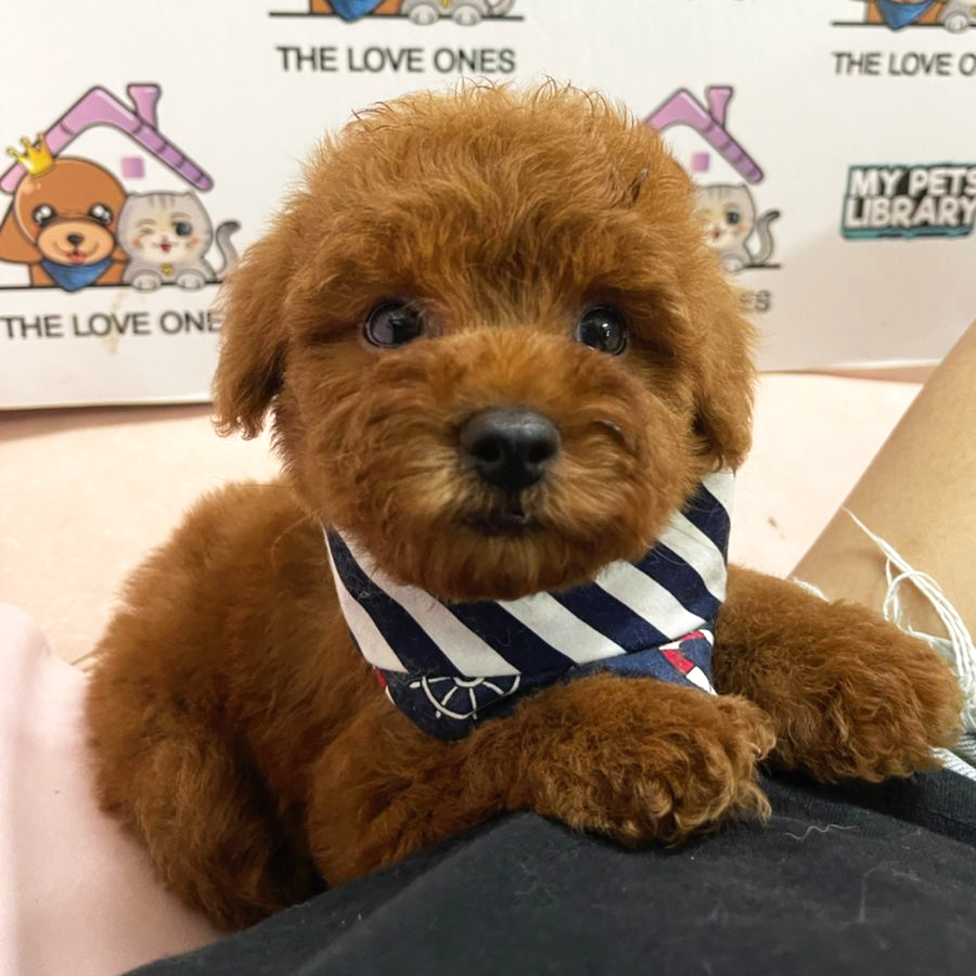 MKA Toy Poodle Puppy (Male) For Sale