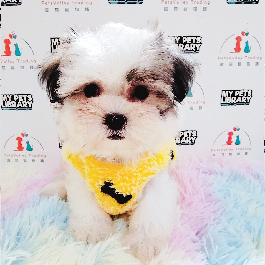 Shih Tzu Puppy (Female) For Sale