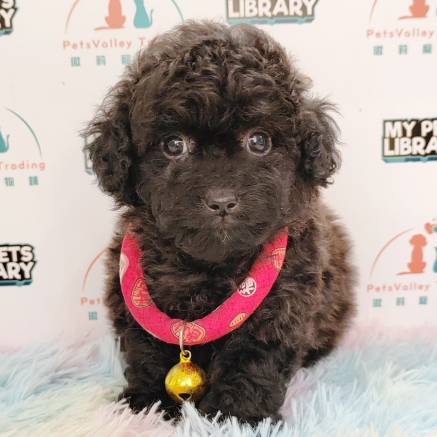 Toy Poodle Puppy (Female) For Sale