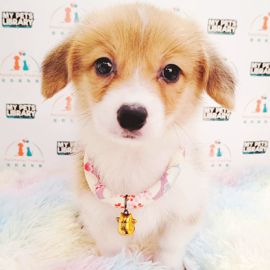 Welsh Corgi Puppy (Female) For Sale