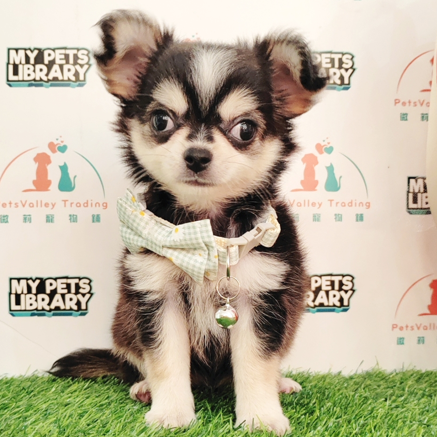 Long Hair Chihuahua Puppy (Female) For Sale