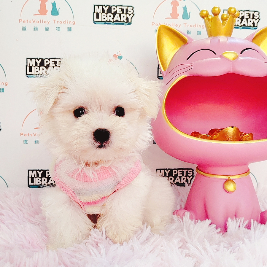 Maltese Puppy (Male) For Sale
