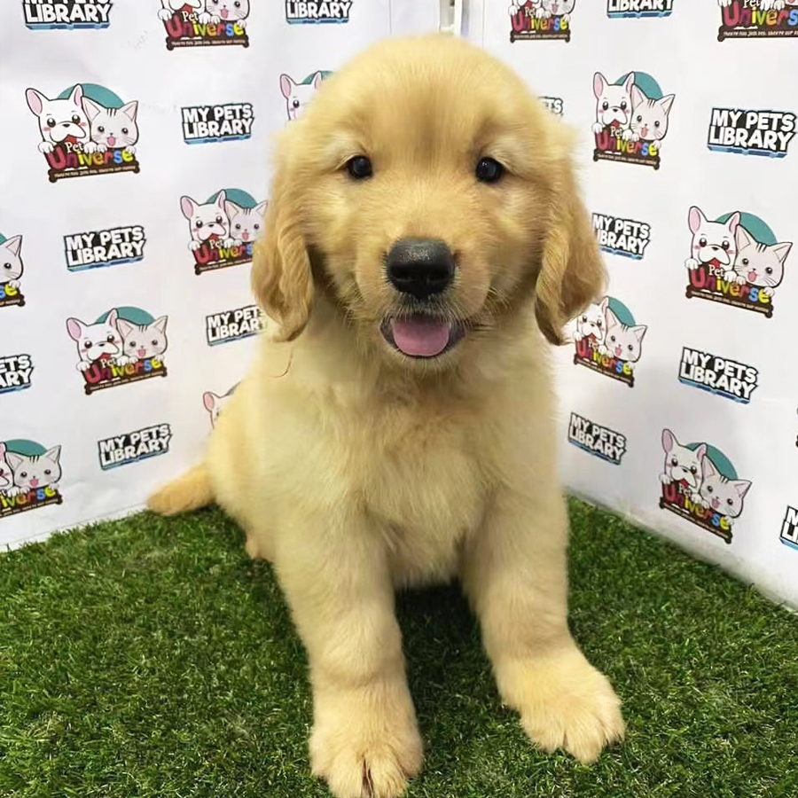 Golden Retriever Puppy (Female) For Sale