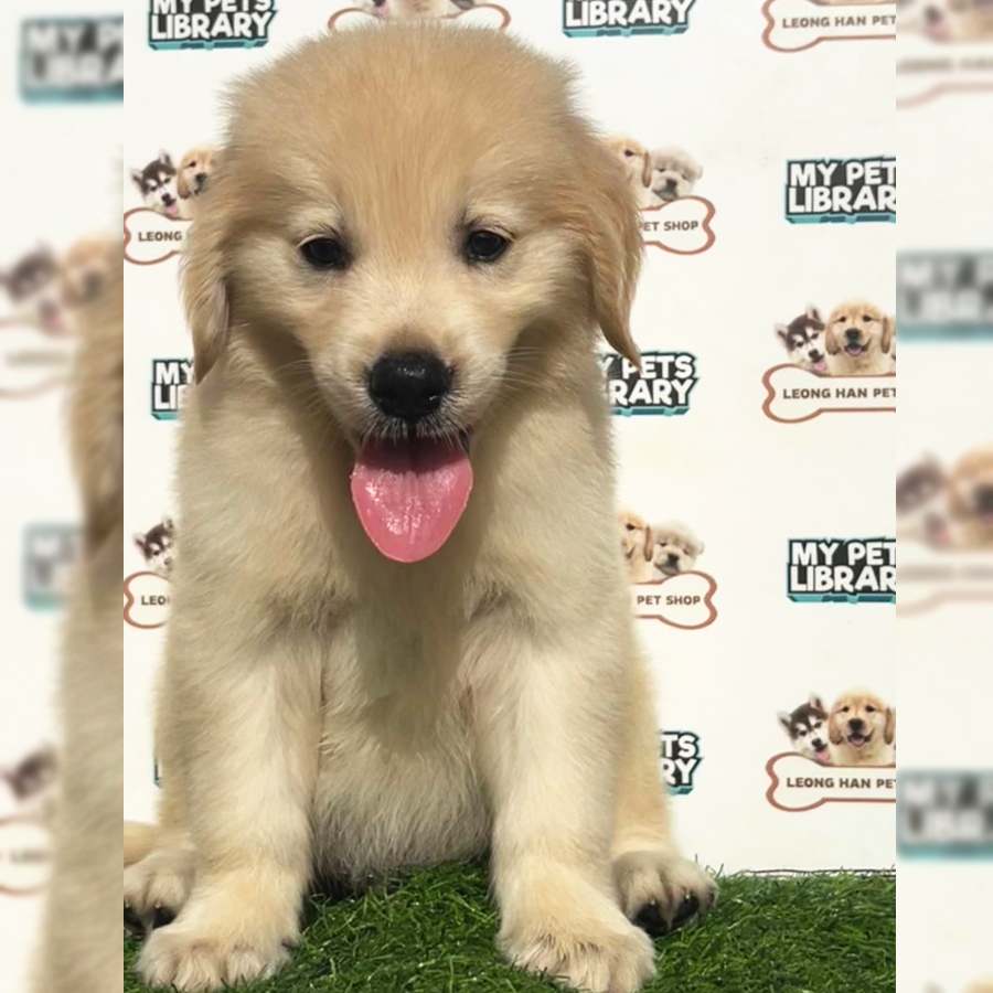 Golden Retriever Puppy (Male) For Sale