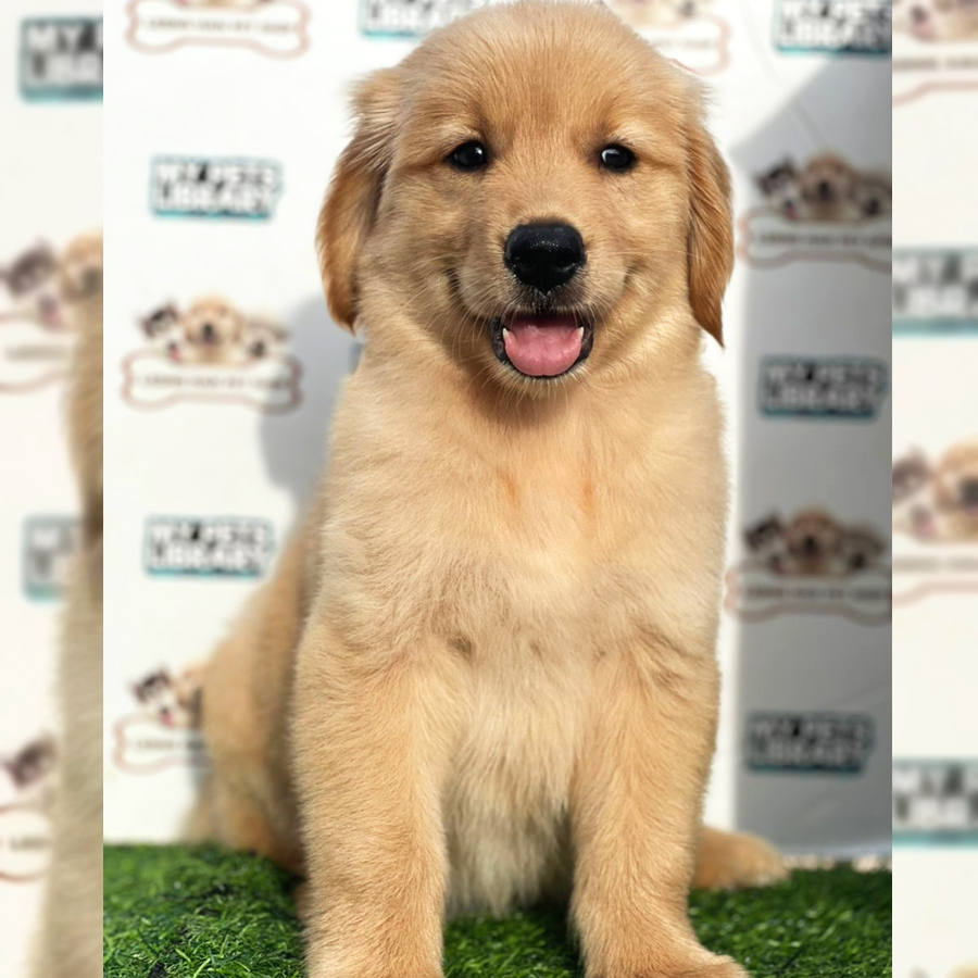 Golden Retriever Puppy (Female) For Sale