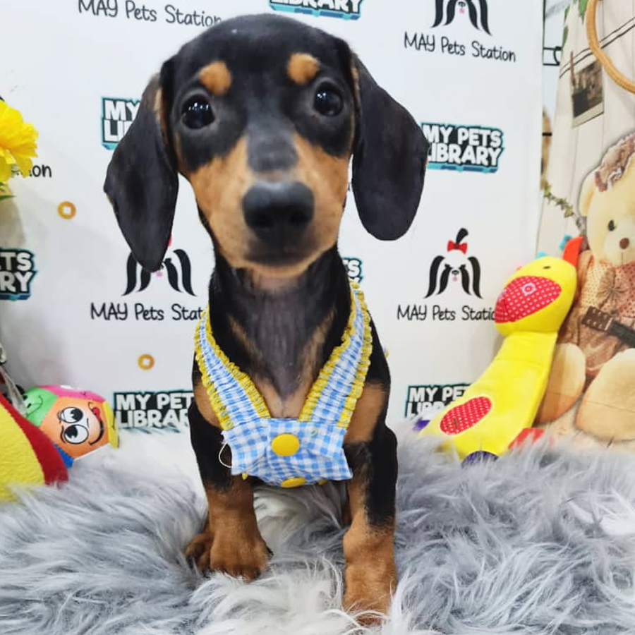 Miniature Dachshund Puppy (Female) For Sale