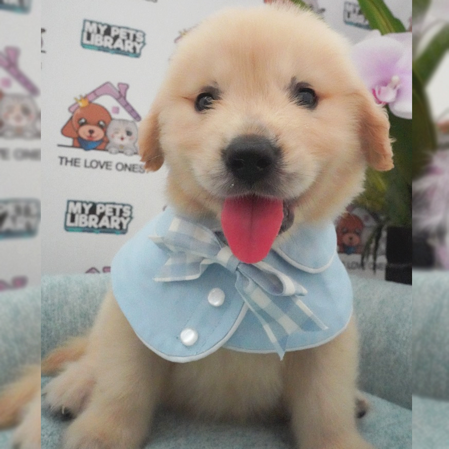 Golden Retriever Puppy (Male) For Sale