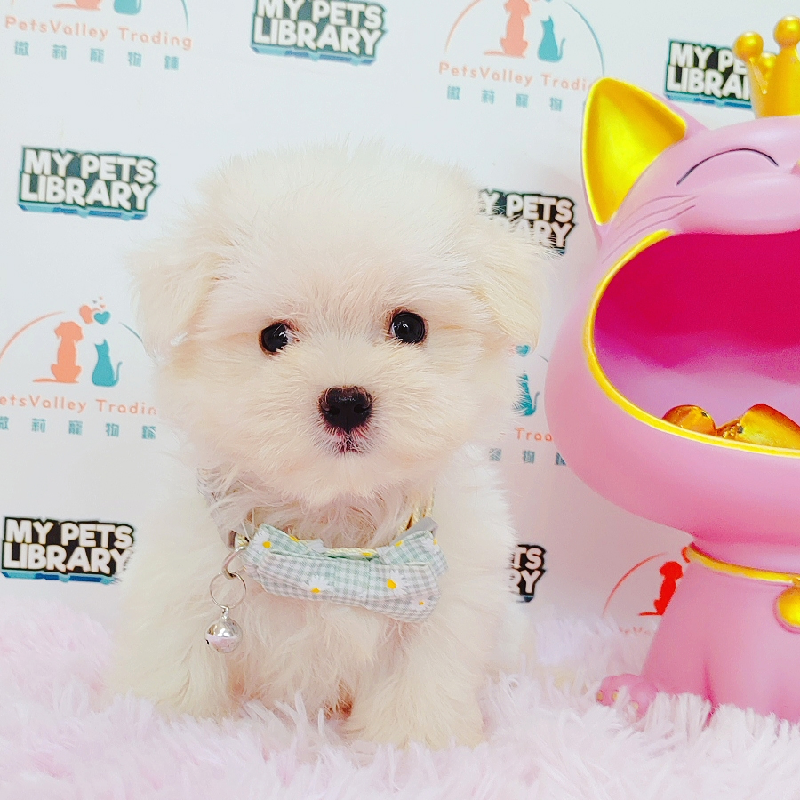 Maltese Puppy (Male) For Sale