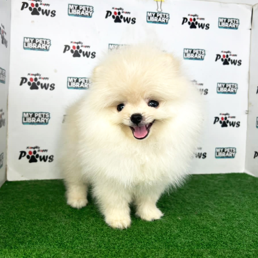 Pomeranian Puppy (Male) For Sale