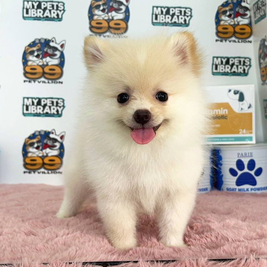 Tiny Pomeranian Puppy (Female) For Sale