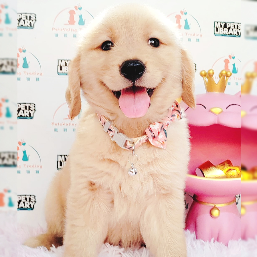 Golden Retriever Puppy (Female) For Sale