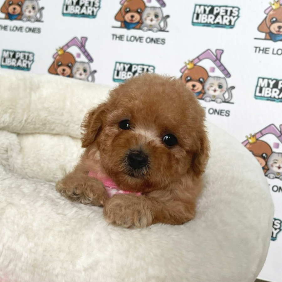 Tiny Poodle Puppy (Female) For Sale