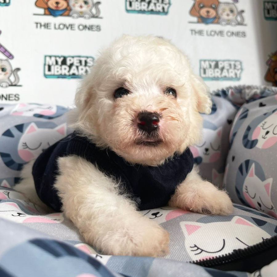 Bichon Frise Puppy (Male) For Sale