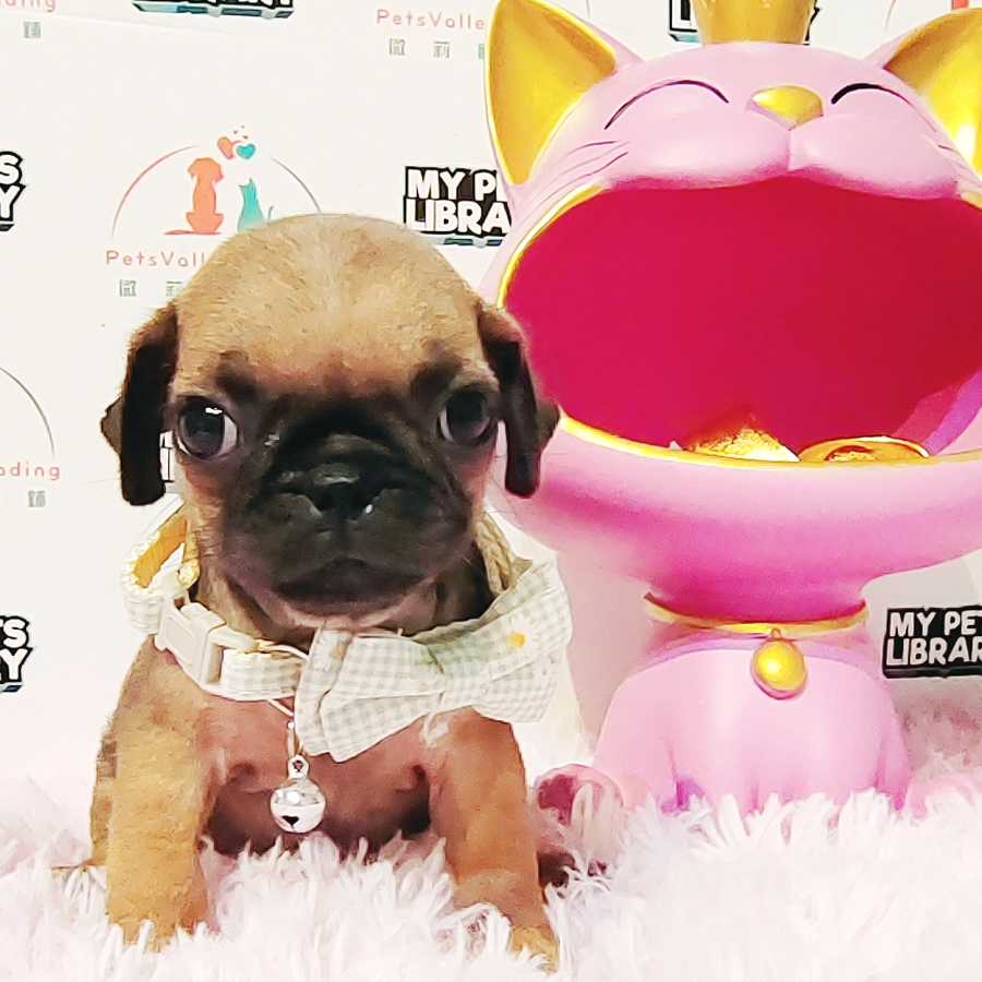 Pug Puppy (Male) For Sale