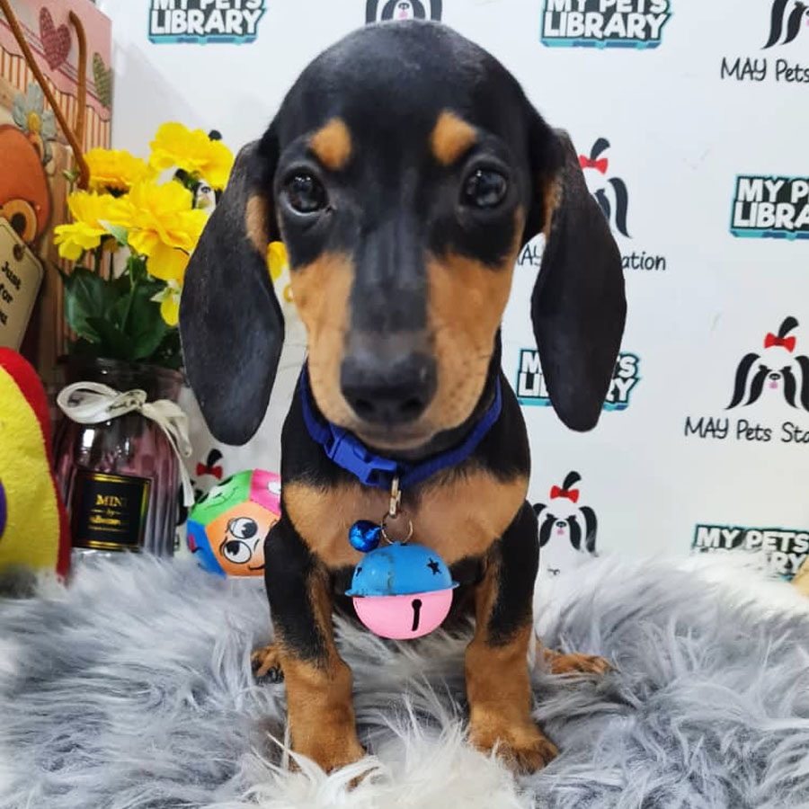 Miniature Dachshund Puppy (Male) For Sale