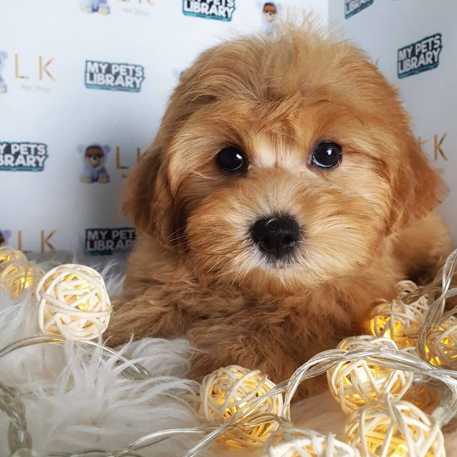 Maltipoo Puppy (Female) For Sale