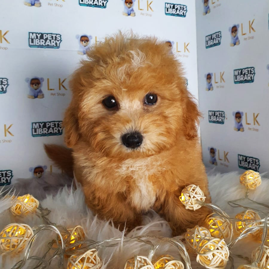 Maltipoo Puppy (Male) For Sale