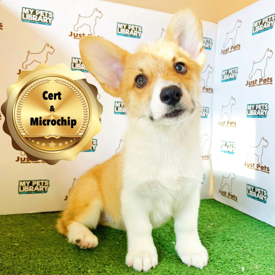 MKA Welsh Corgi Puppy (Male) For Sale