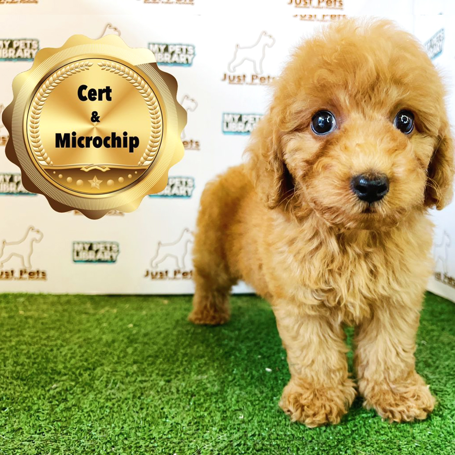 MKA Toy Poodle Puppy (Male) For Sale