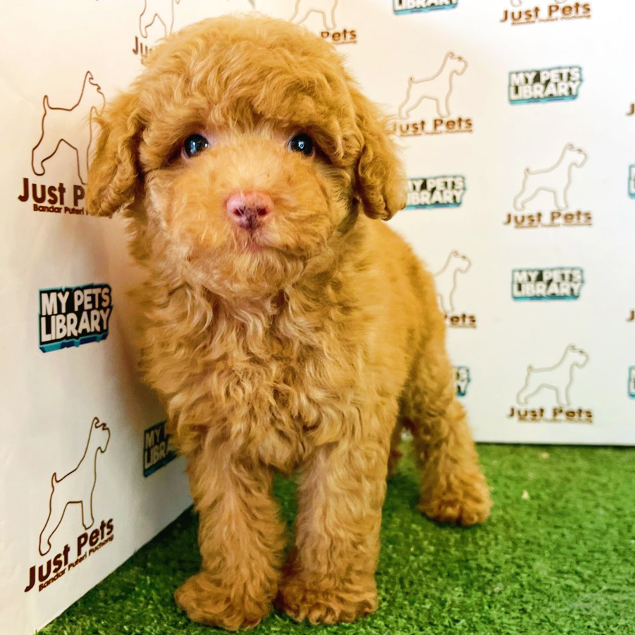 Toy Poodle Puppy (Male) For Sale