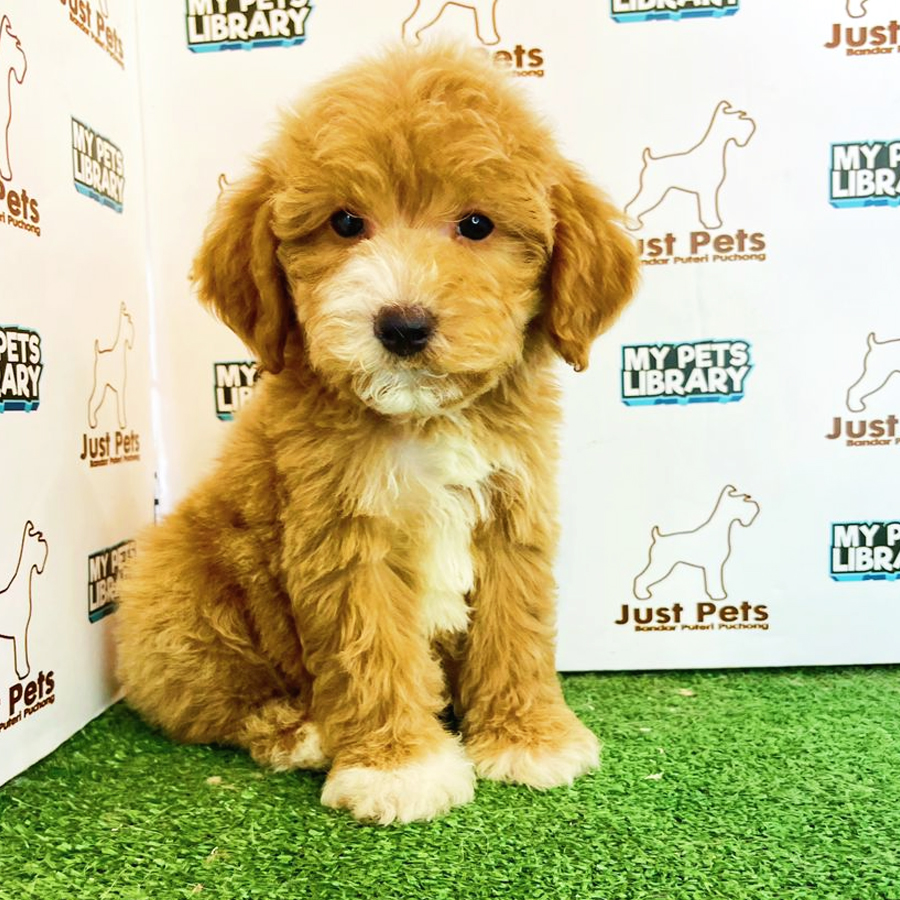 Toy Poodle Puppy (Female) For Sale