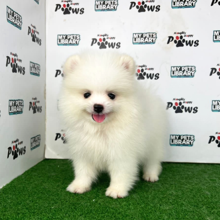 Pomeranian Puppy (Male) For Sale