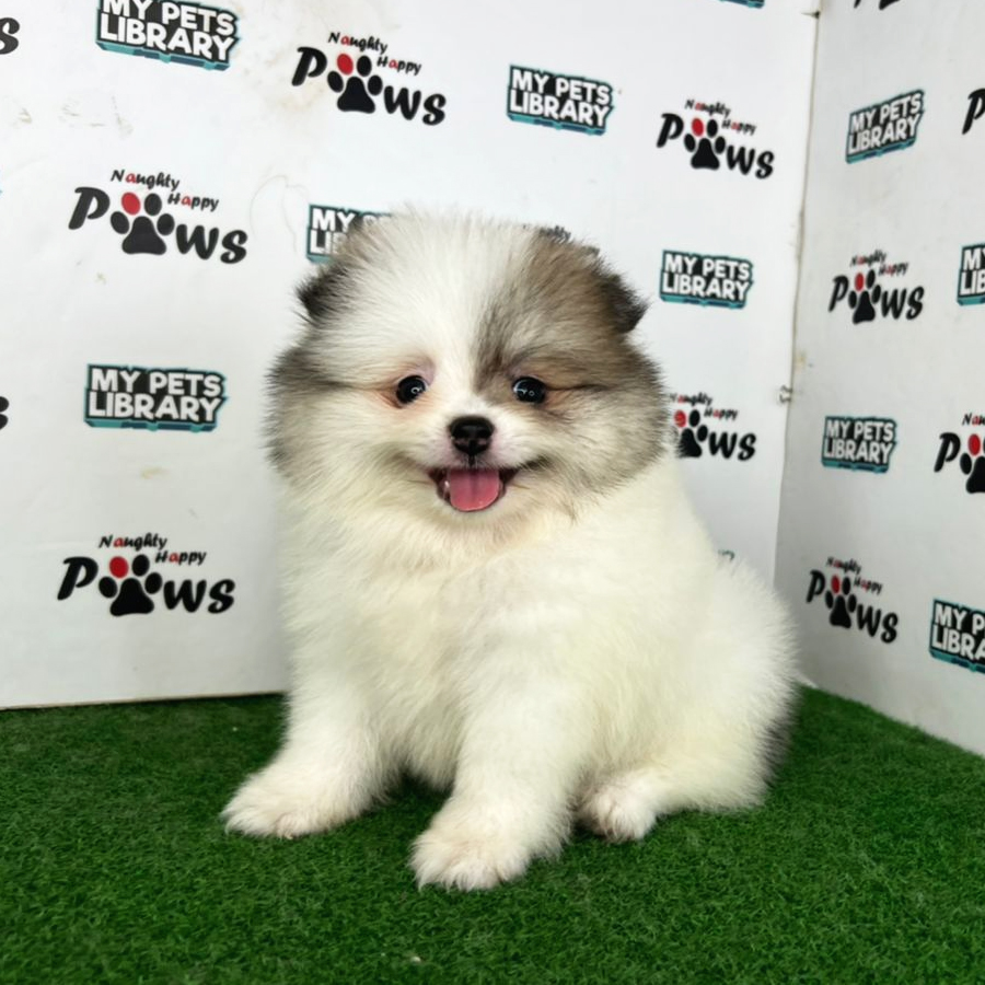 Pomeranian Puppy (Female) For Sale