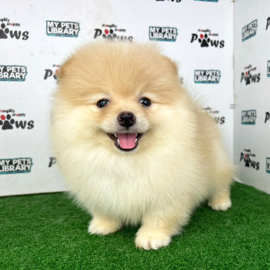 Pomeranian Puppy (Female) For Sale