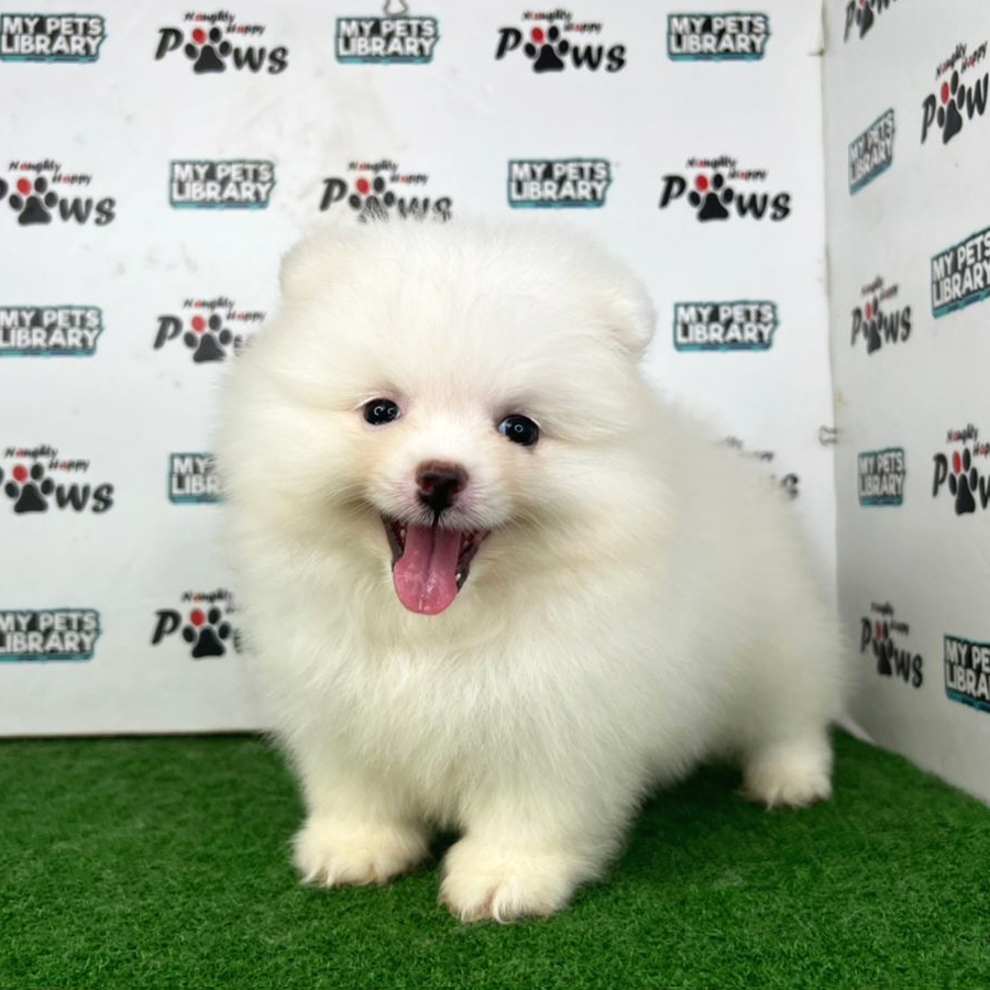 Pomeranian Puppy (Female) For Sale