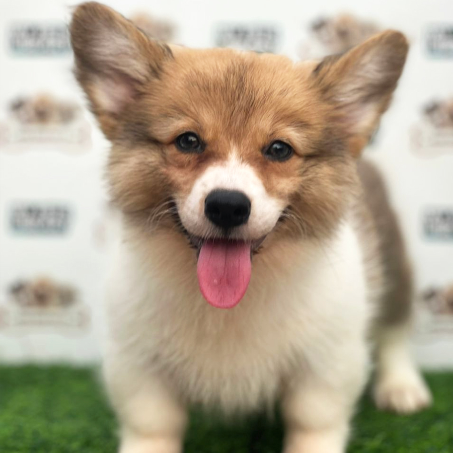 Welsh Corgi Puppy (Female) For Sale