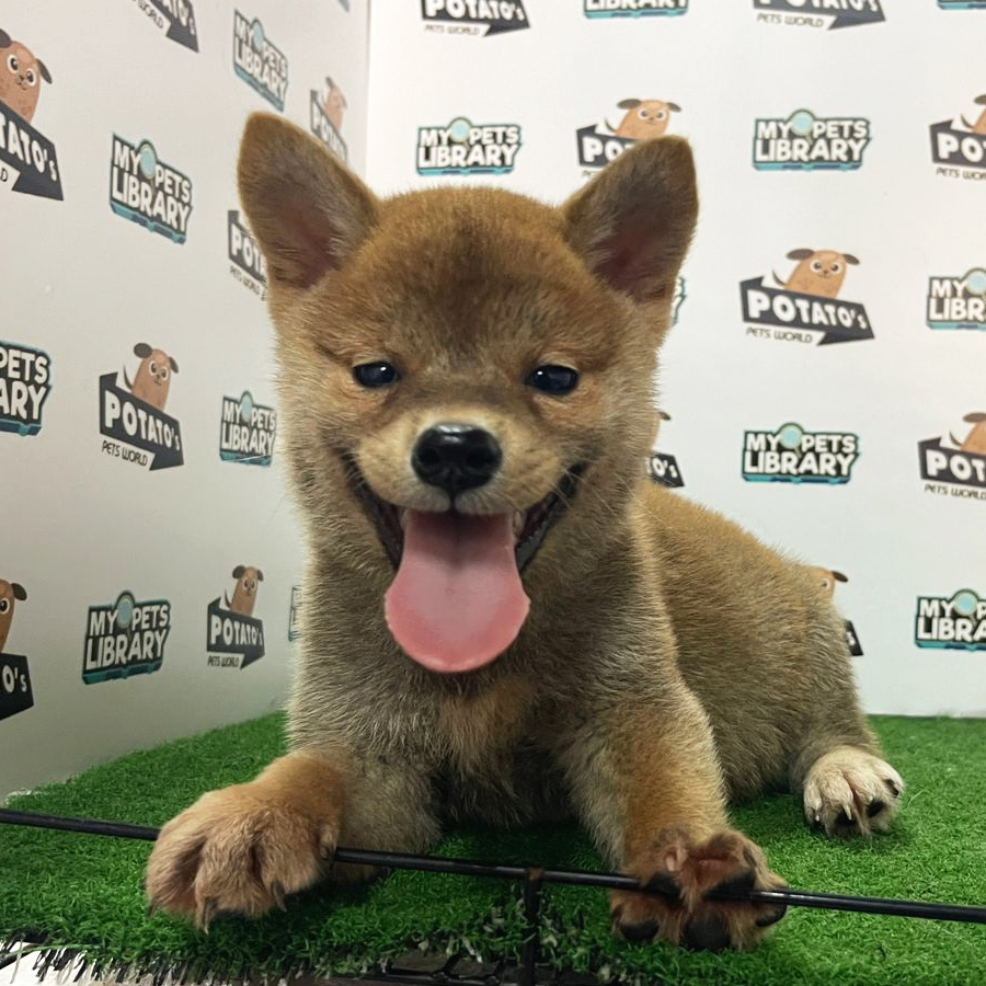 Shiba Inu Puppy (Male) For Sale