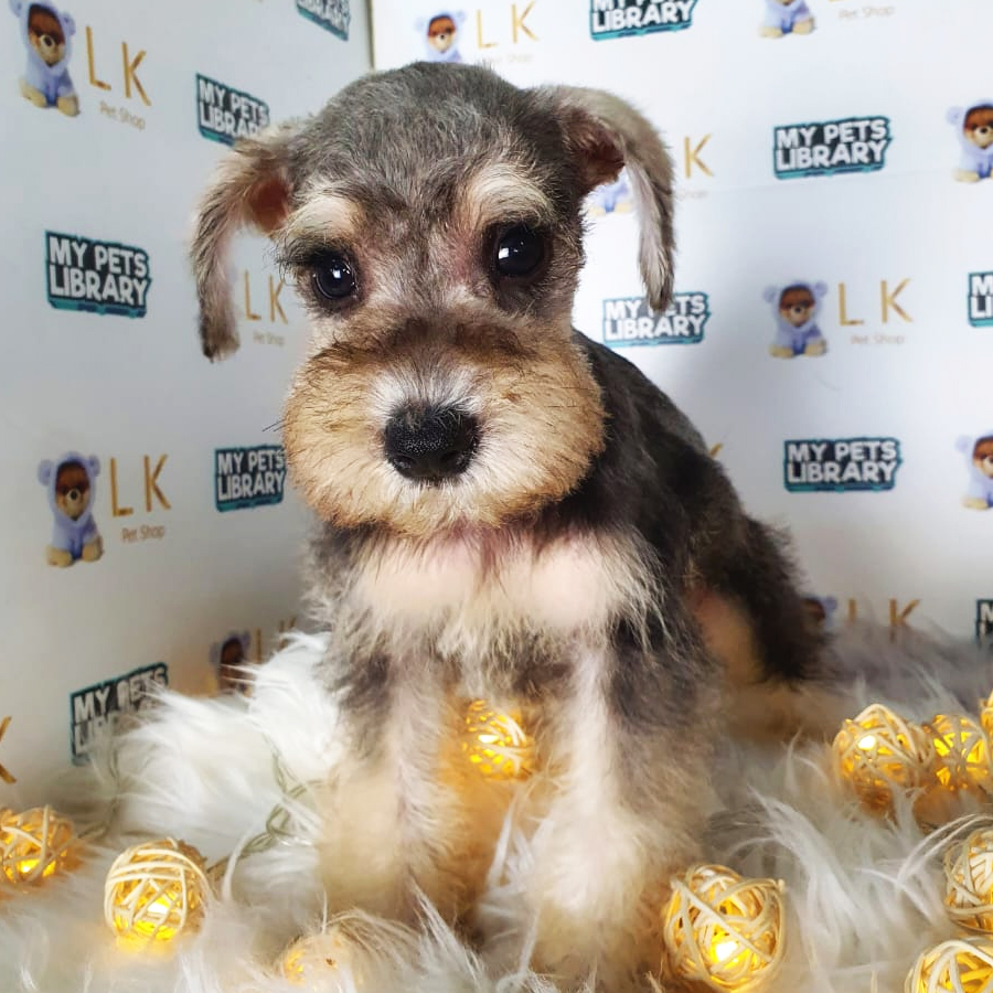 Schnauzer Puppy (Male) For Sale