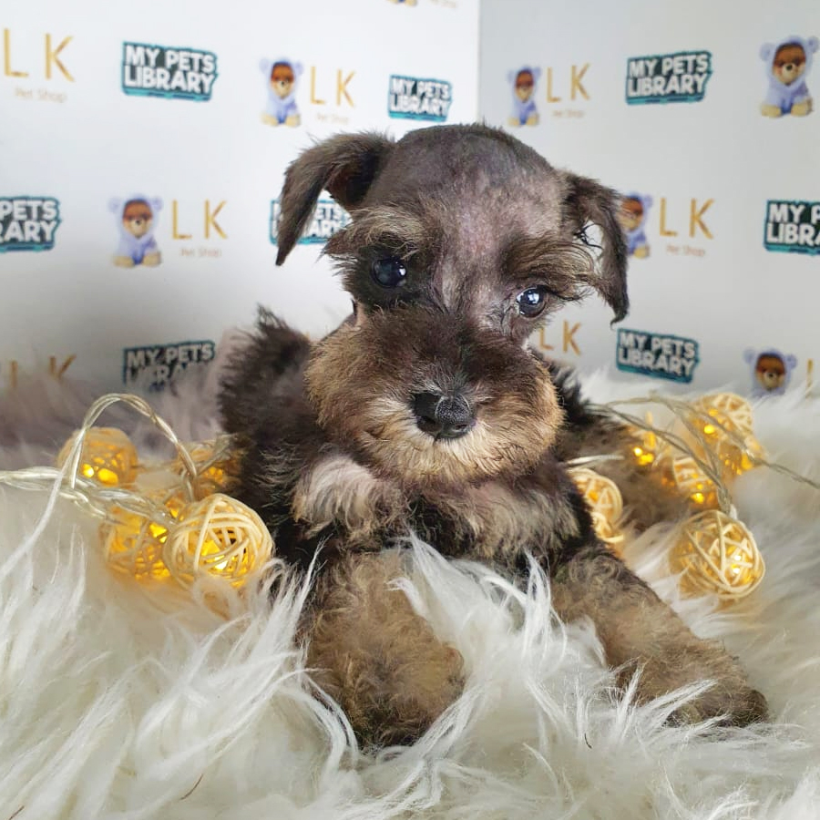 Schnauzer Puppy (Female) For Sale