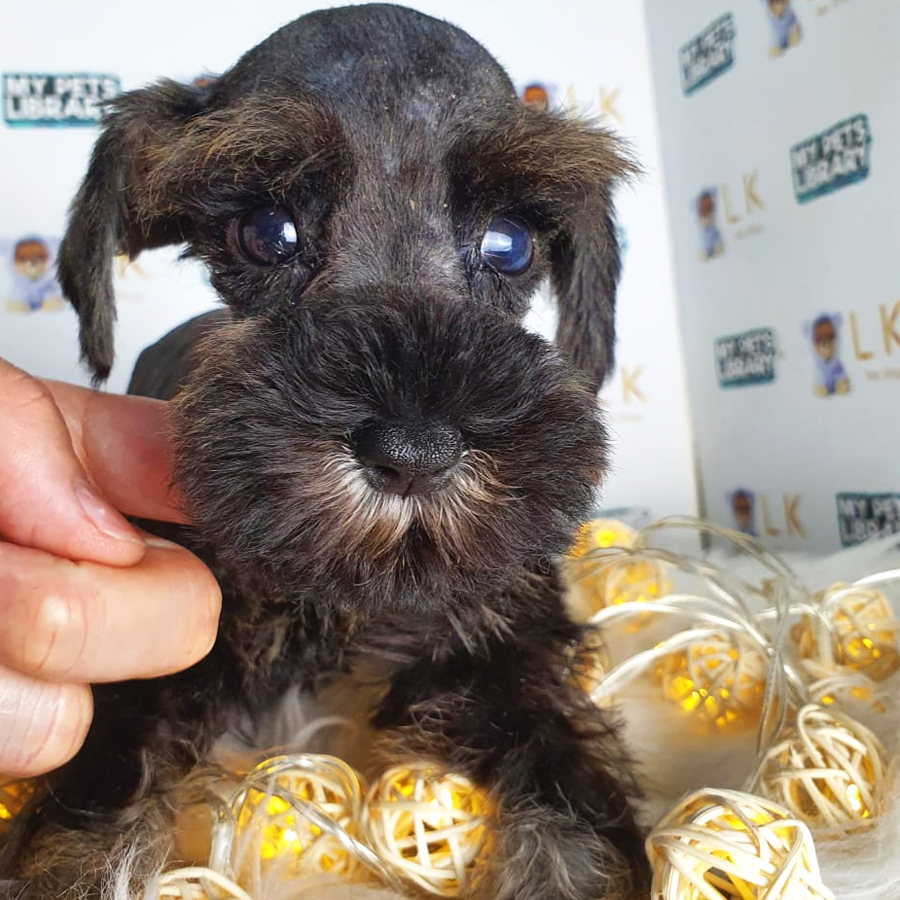 Schnauzer Puppy (Female) For Sale