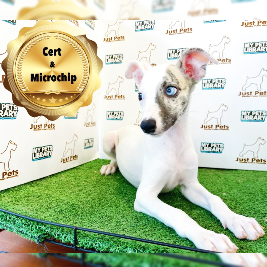 MKA Whippet Puppy (Male) For Sale