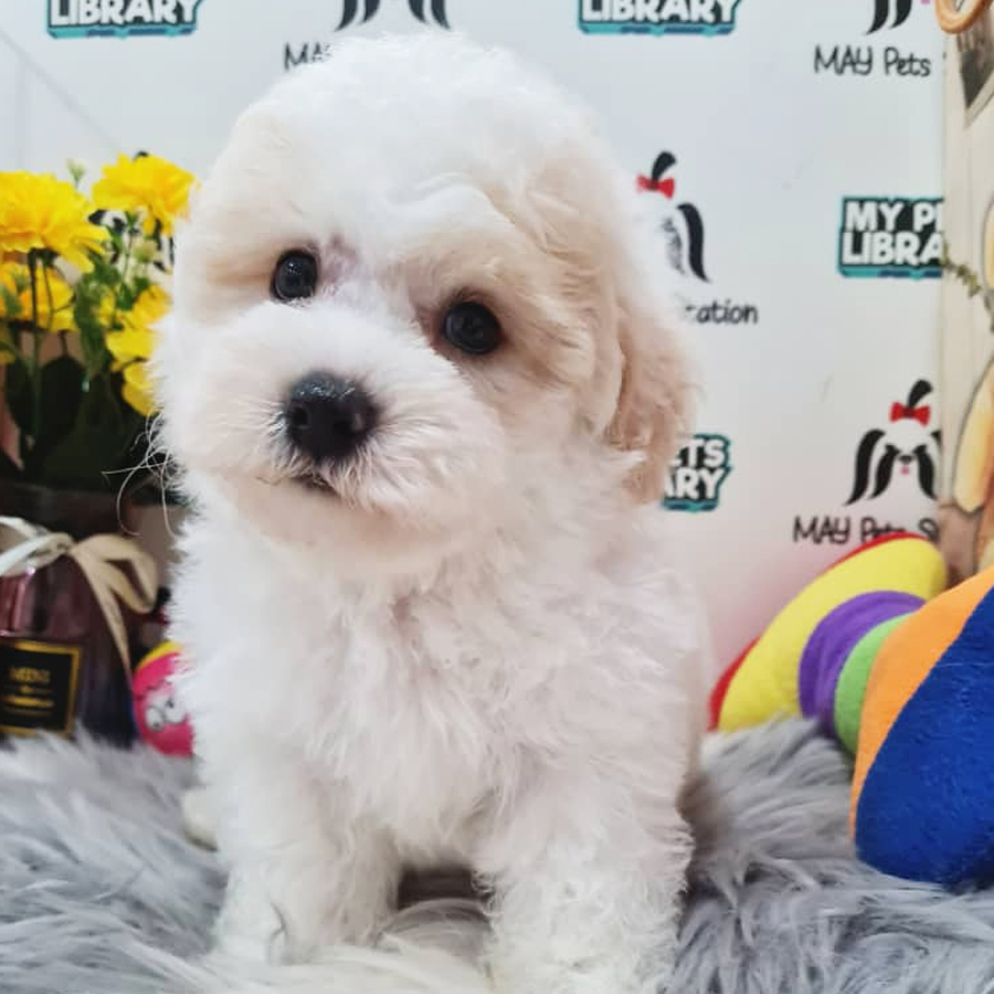 Toy Poodle Puppy (Male) For Sale