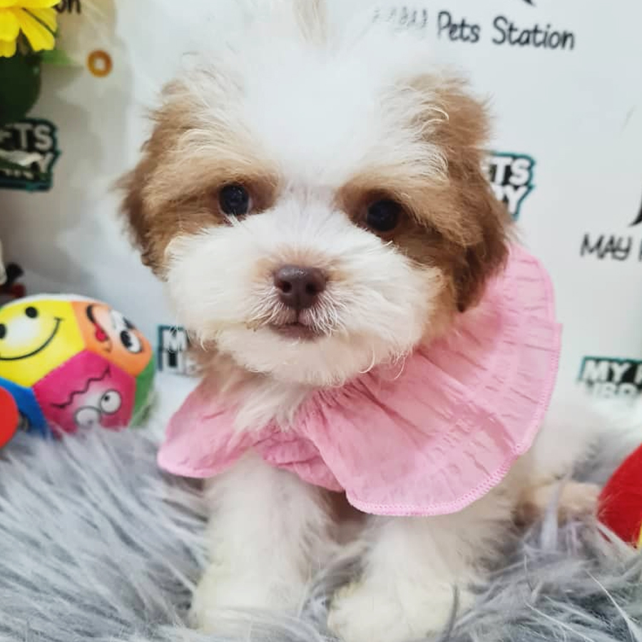 Maltipoo Puppy (Female) For Sale