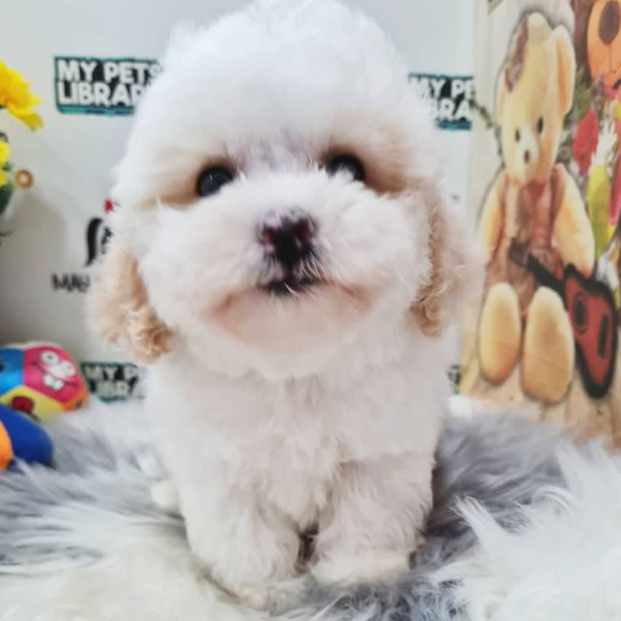 Toy Poodle Puppy (Female) For Sale