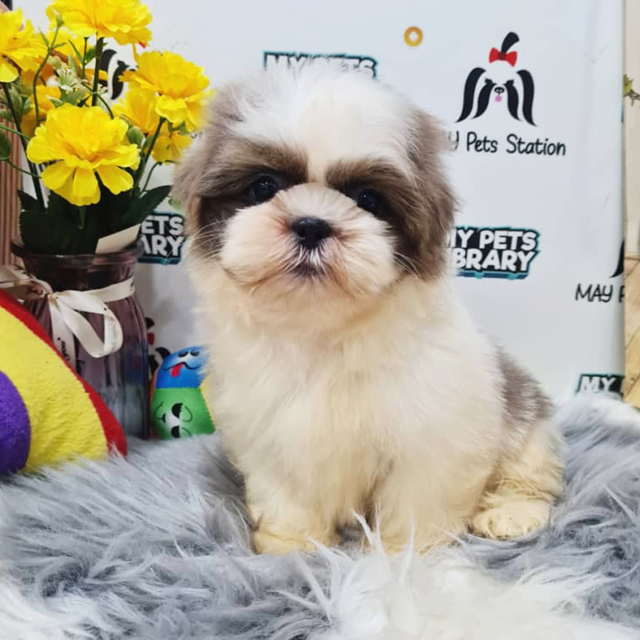 Shih Tzu Puppy (Female) For Sale