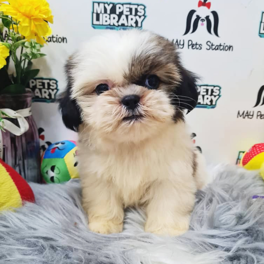 Shih Tzu Puppy (Male) For Sale