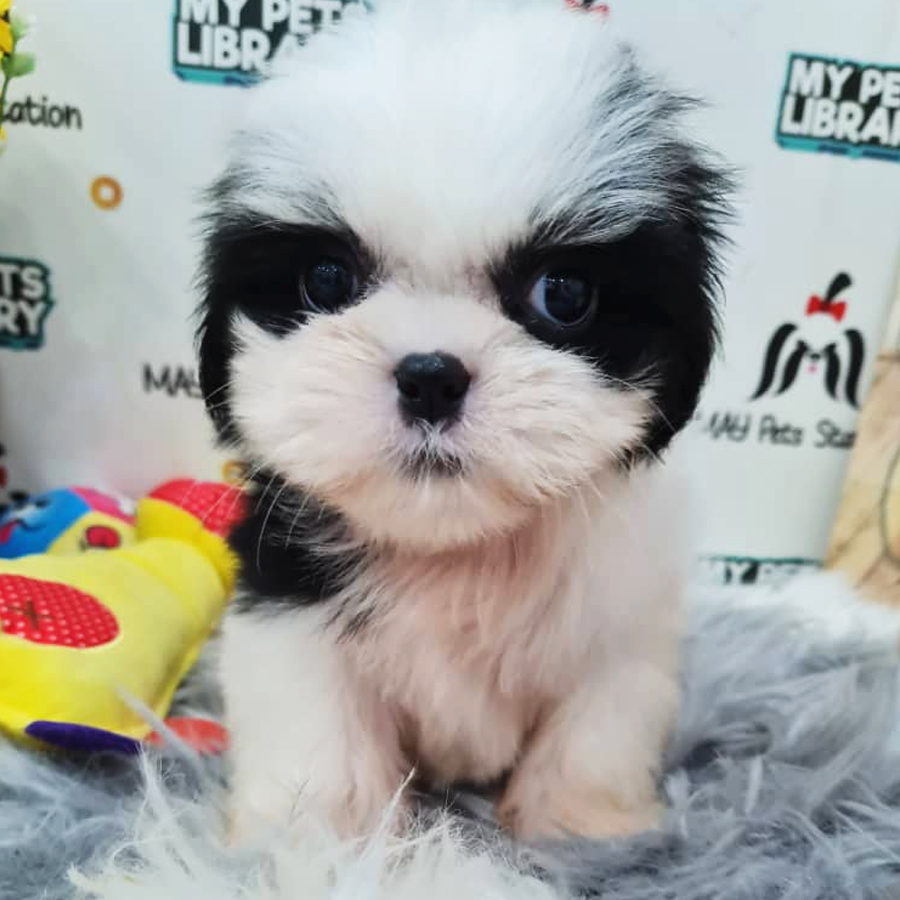 Shih Tzu Puppy (Female) For Sale