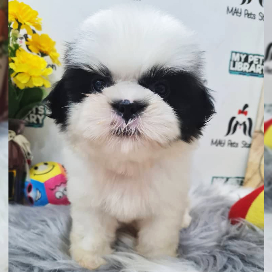 Shih Tzu Puppy (Male) For Sale