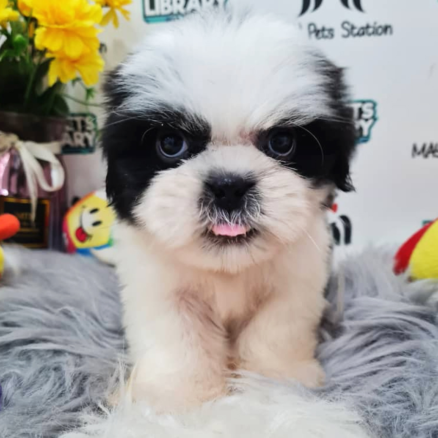 Shih Tzu Puppy (Male) For Sale
