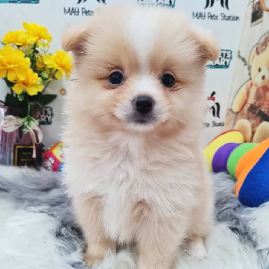 Pomeranian Puppy (Female) For Sale