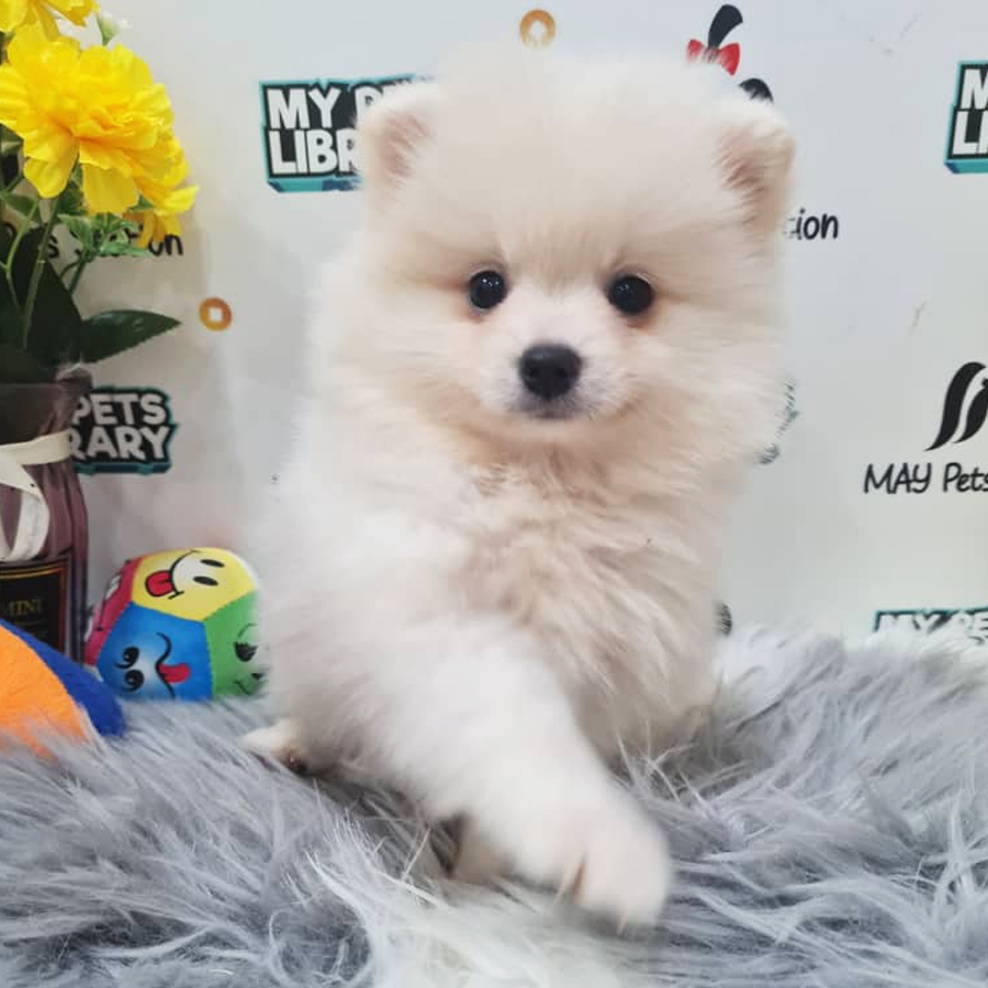 Pomeranian Puppy (Female) For Sale