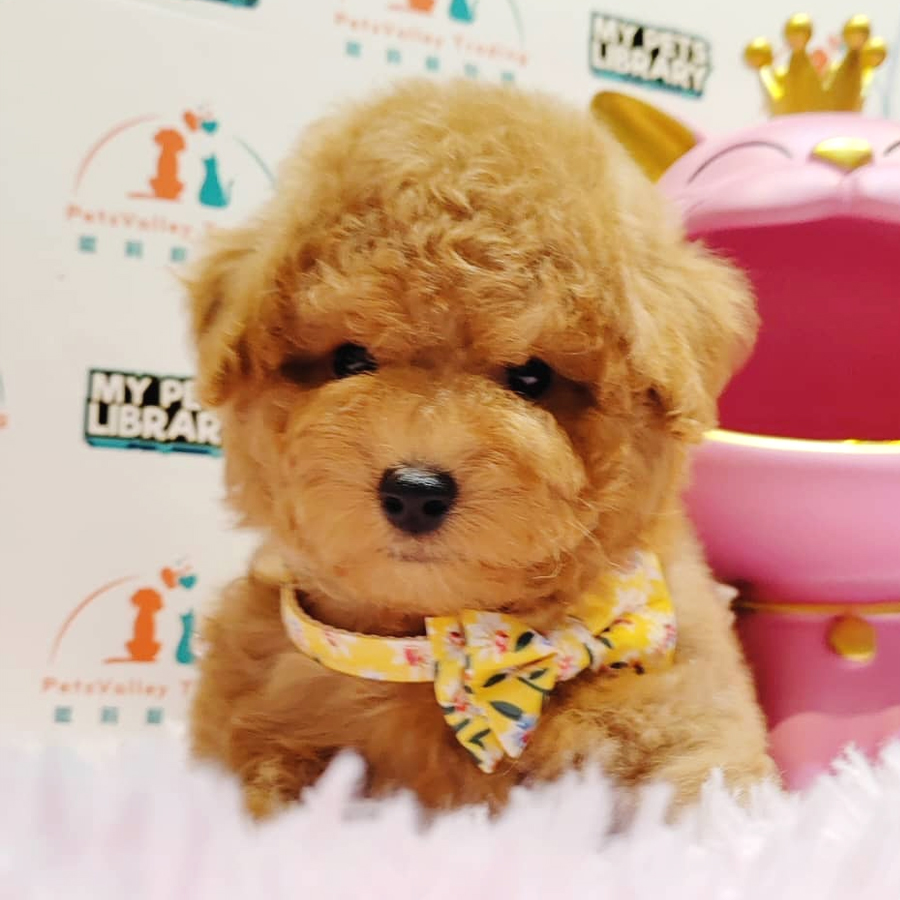 Toy Poodle Puppy (Male) For Sale