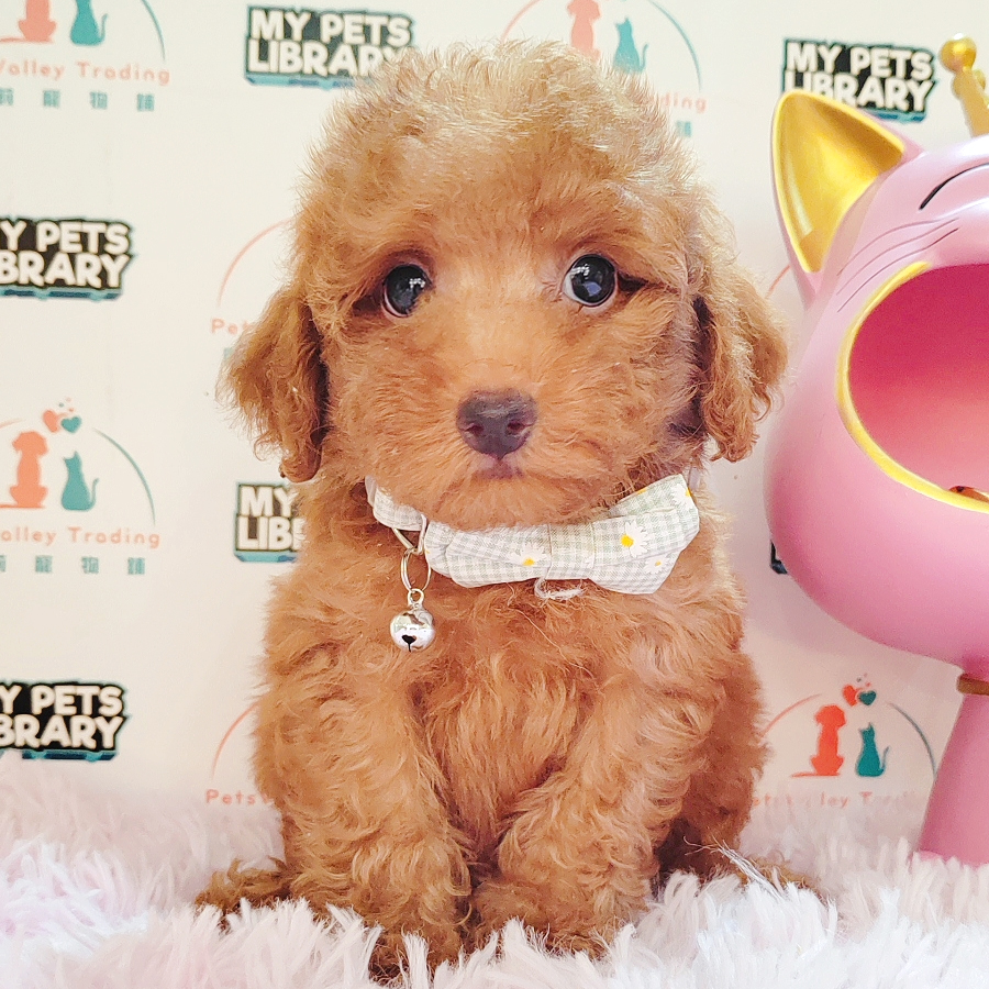 Toy Poodle Puppy (Male) For Sale